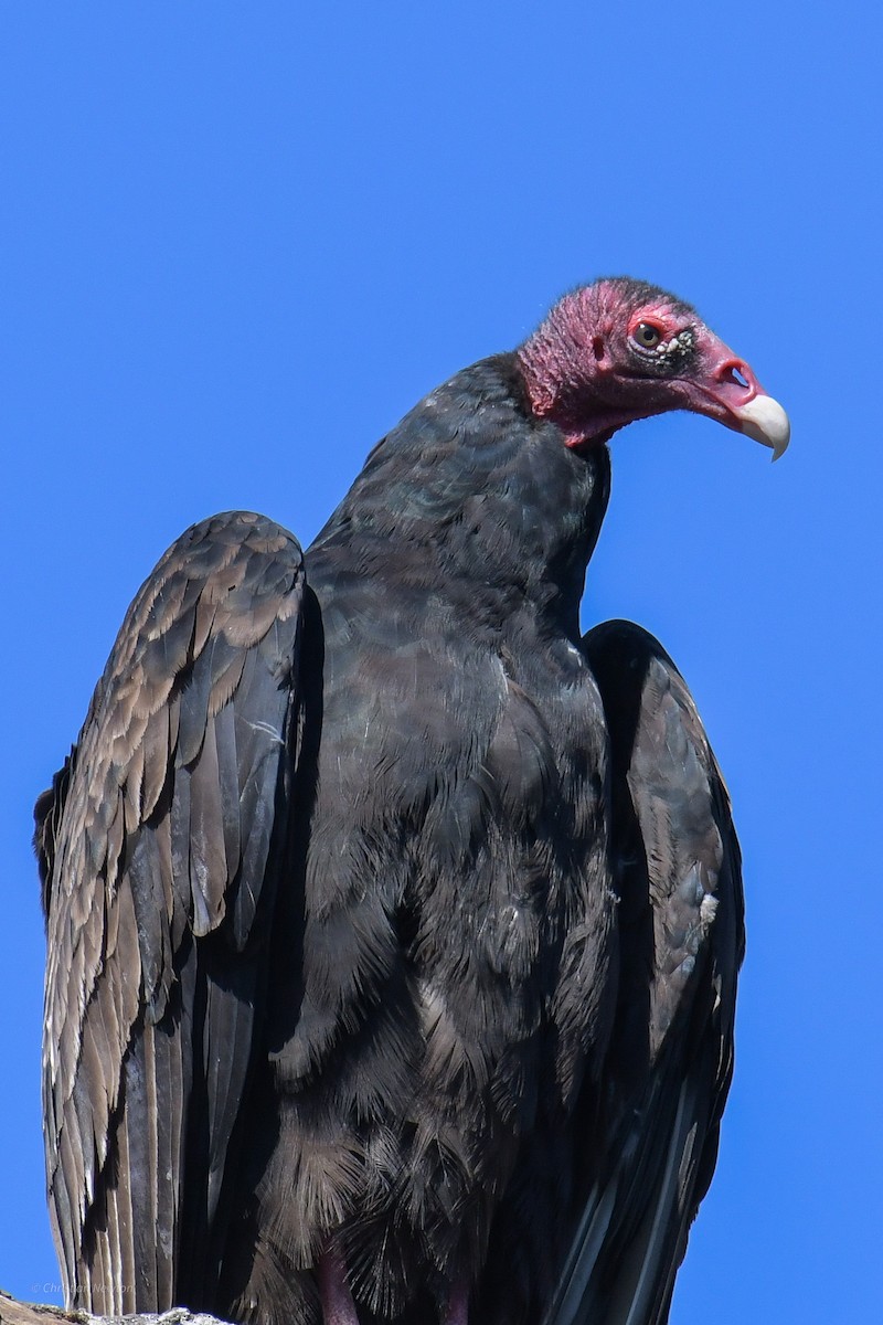 Turkey Vulture - ML620205075
