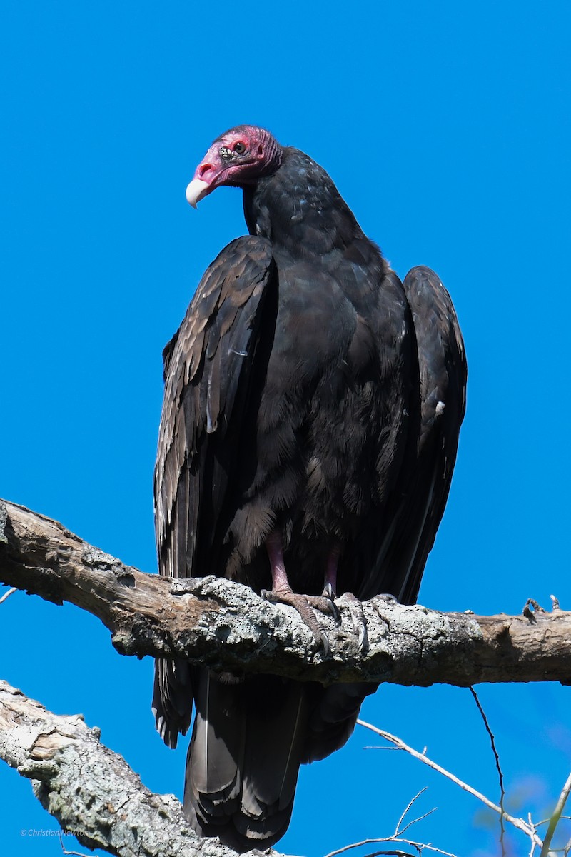 Turkey Vulture - ML620205076