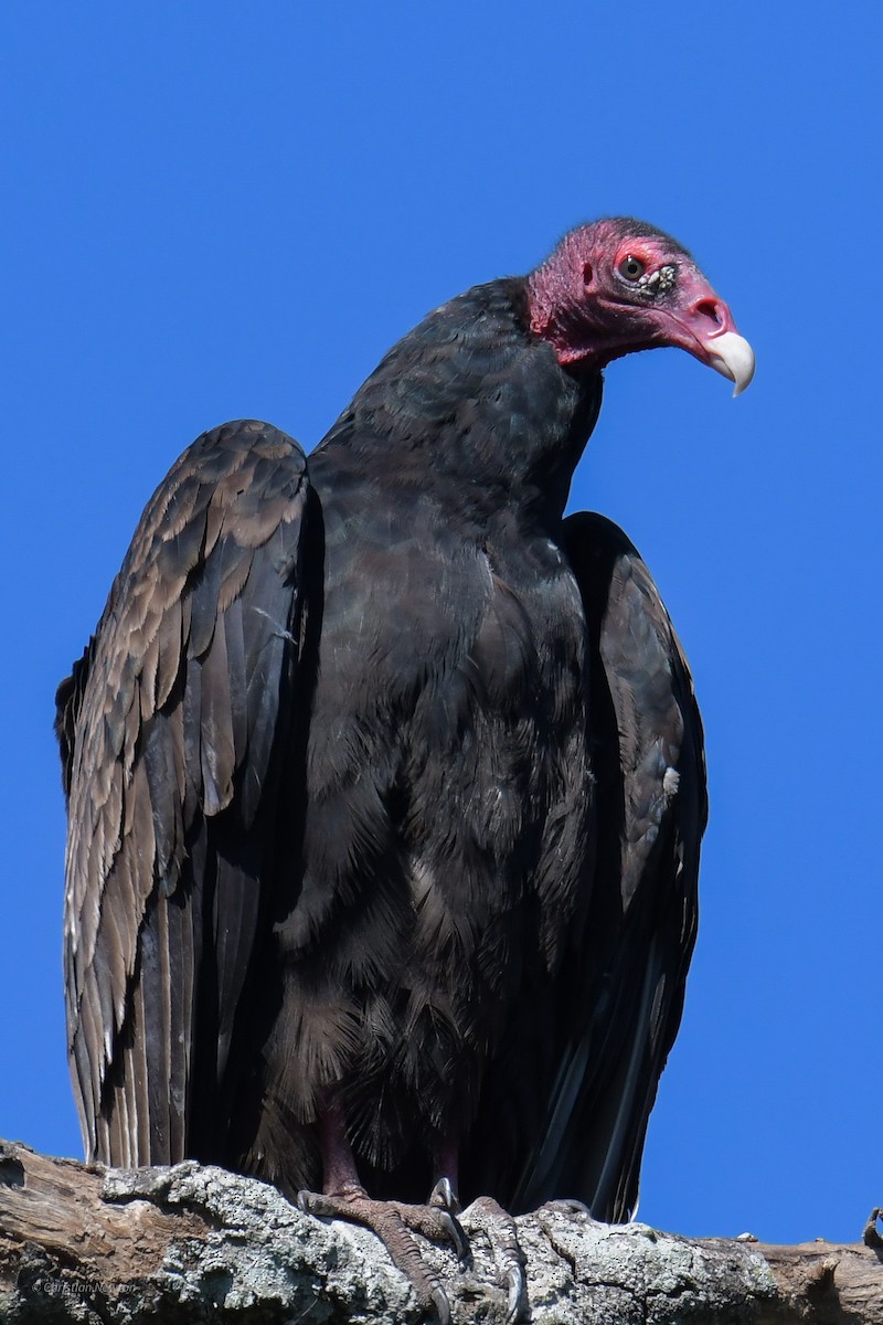 Turkey Vulture - ML620205077