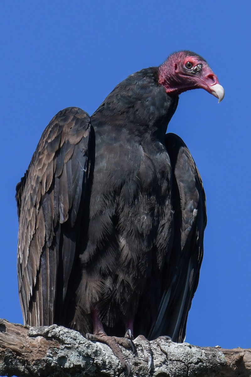 Turkey Vulture - ML620205078