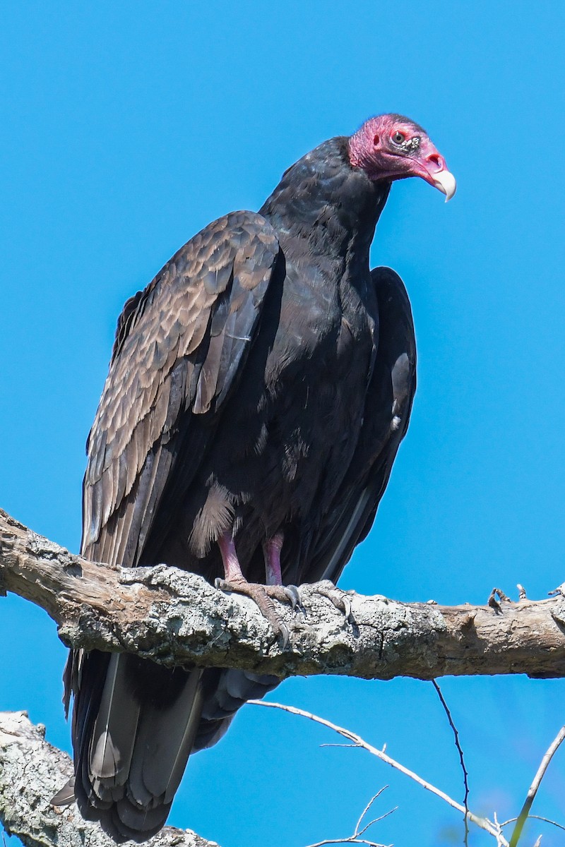 Turkey Vulture - ML620205079