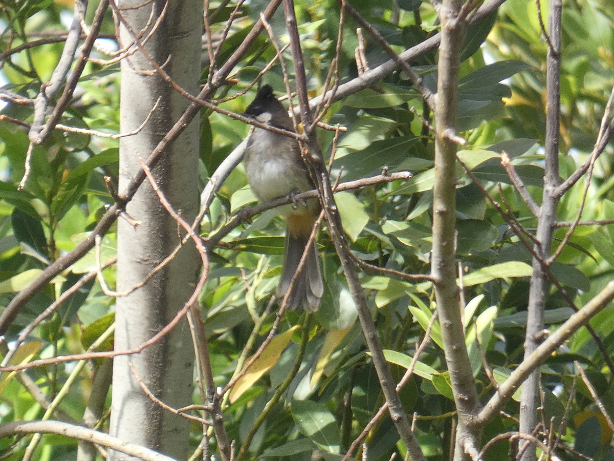 Red-whiskered Bulbul - ML620205089