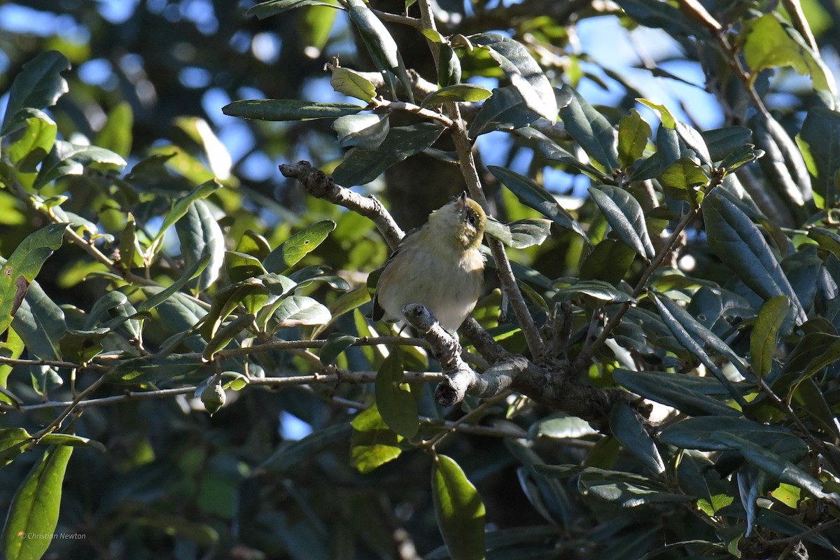 Bay-breasted Warbler - ML620205090