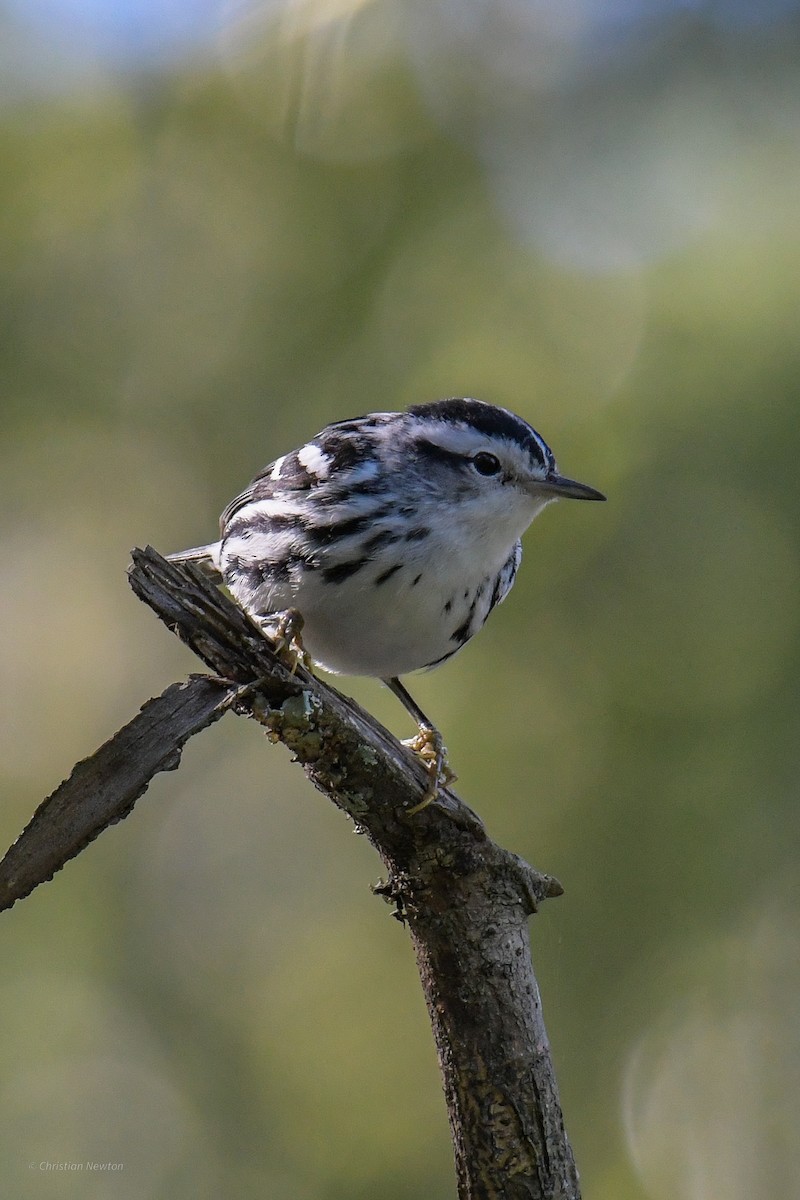 Black-and-white Warbler - ML620205091