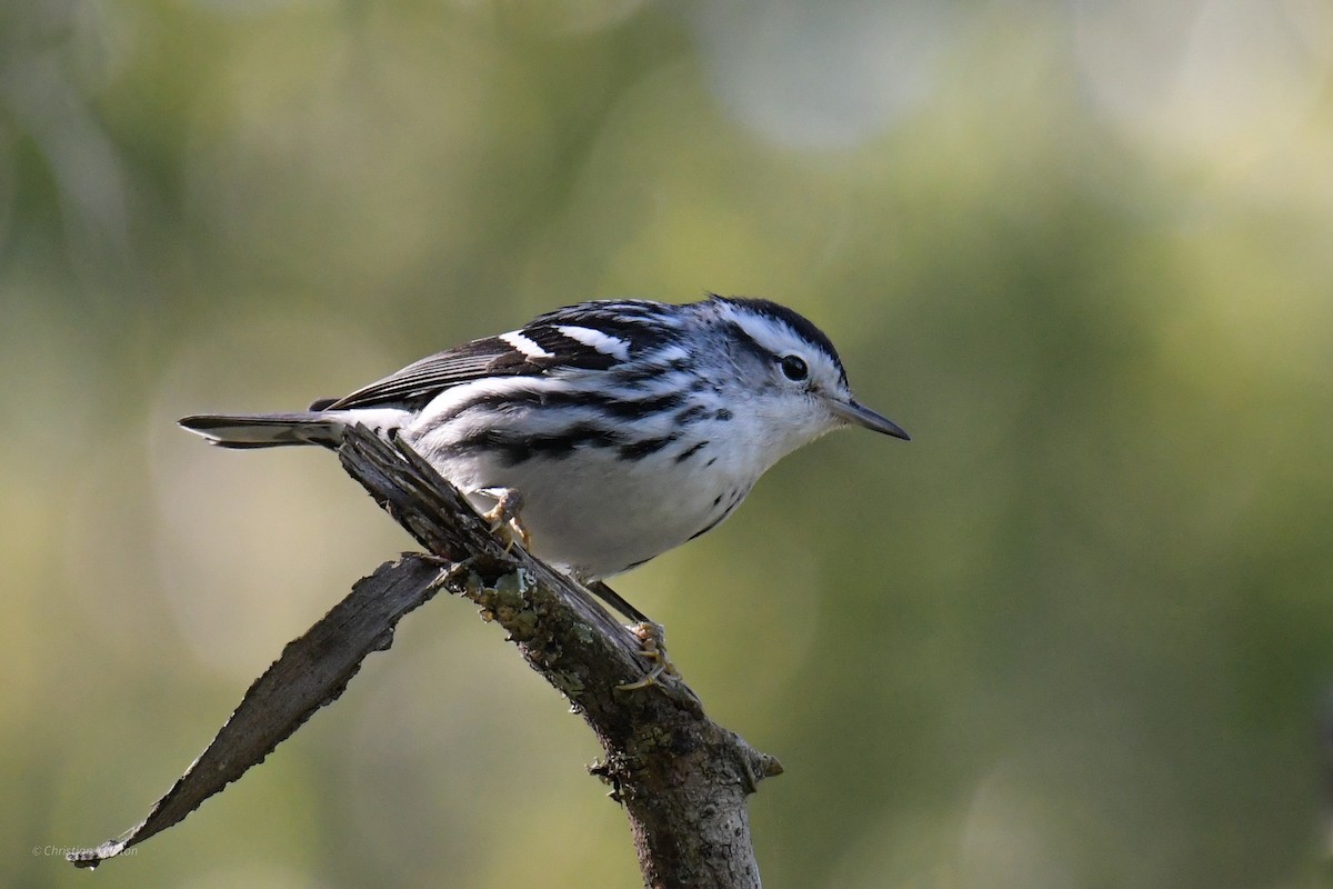Black-and-white Warbler - ML620205092