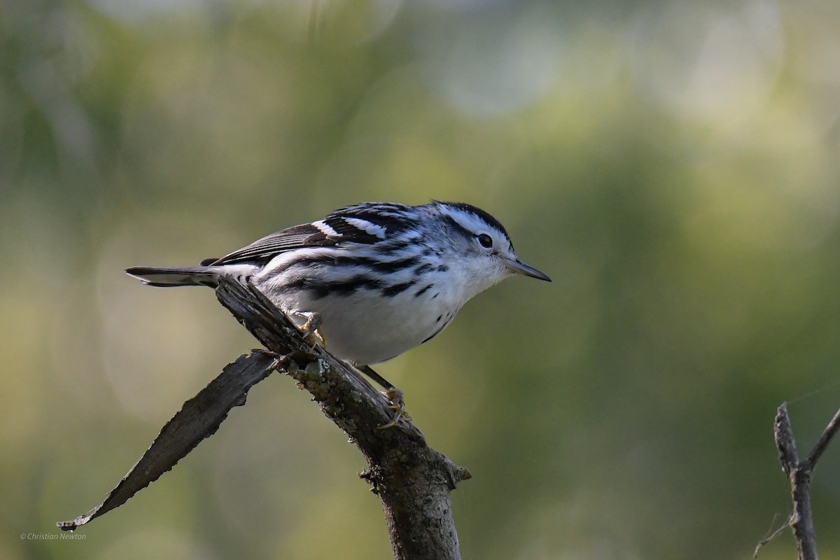 Black-and-white Warbler - ML620205093