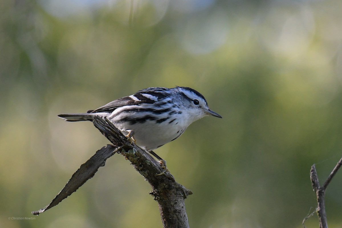 Black-and-white Warbler - ML620205094
