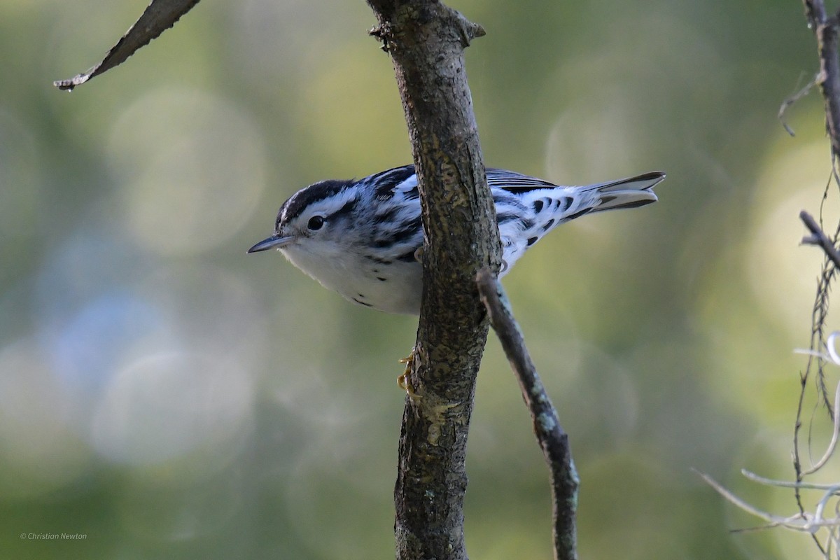 Black-and-white Warbler - ML620205095