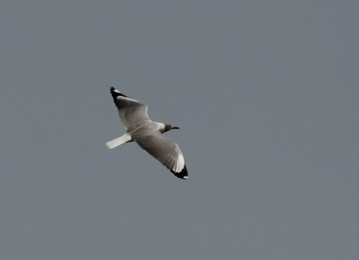 Gaviota Cabecigrís - ML620205101