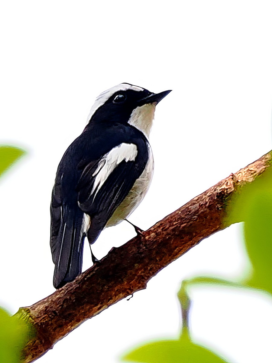 Little Pied Flycatcher - ML620205106