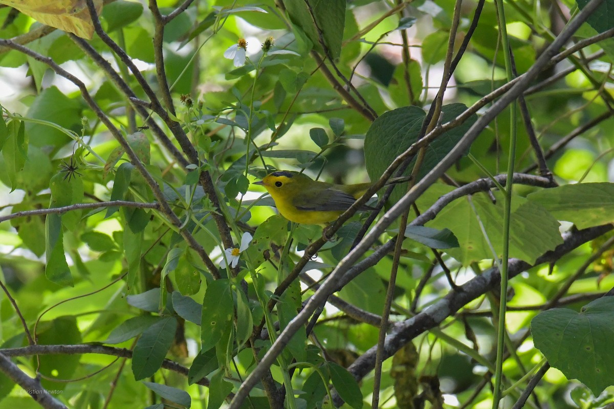 Wilson's Warbler - ML620205112