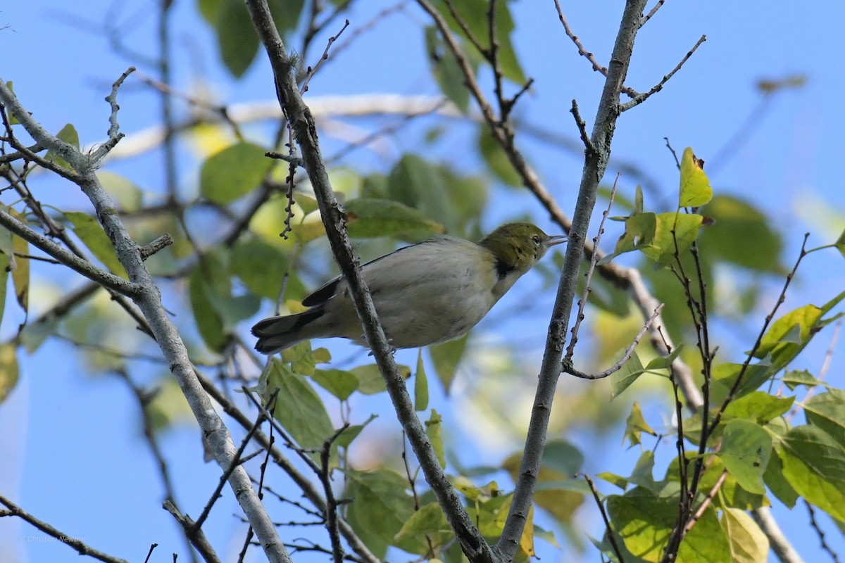 Bay-breasted Warbler - ML620205122