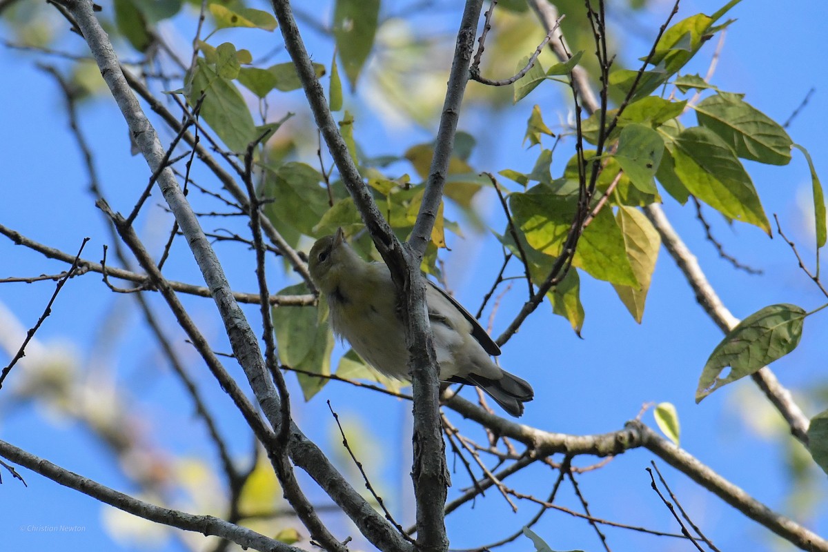 Bay-breasted Warbler - ML620205123
