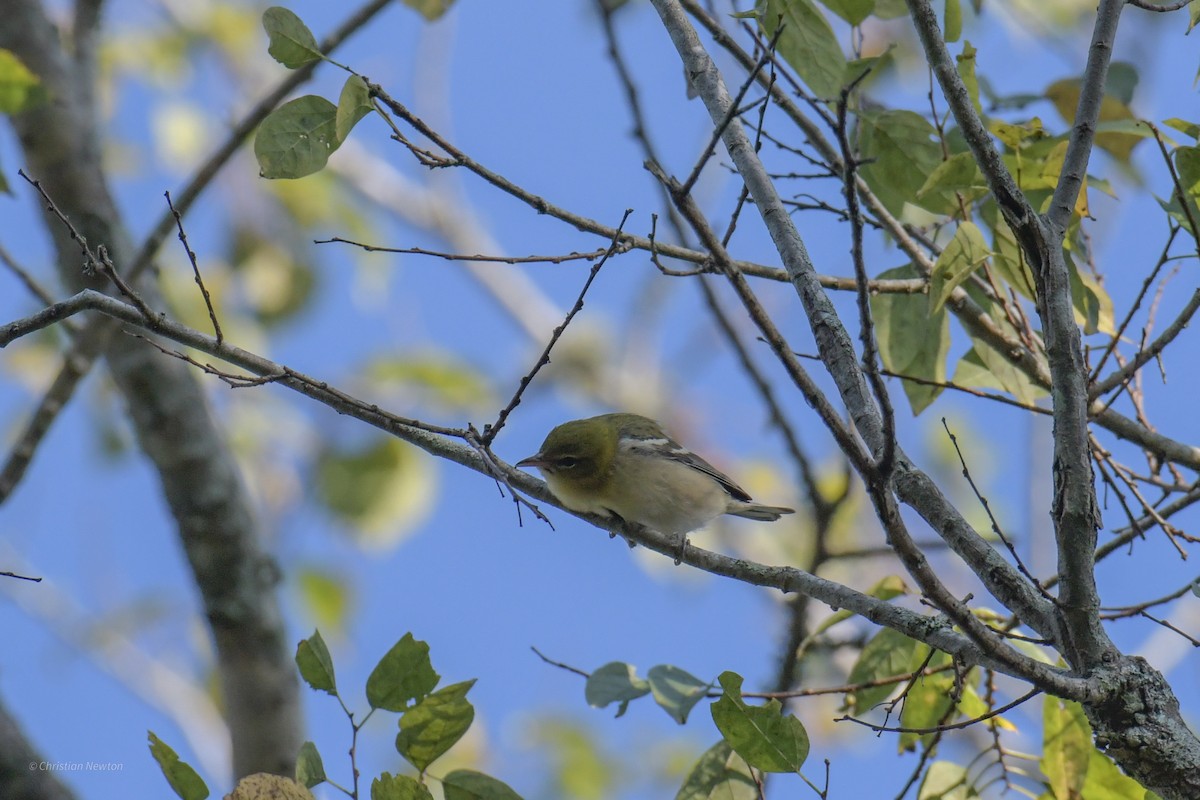 Bay-breasted Warbler - ML620205124