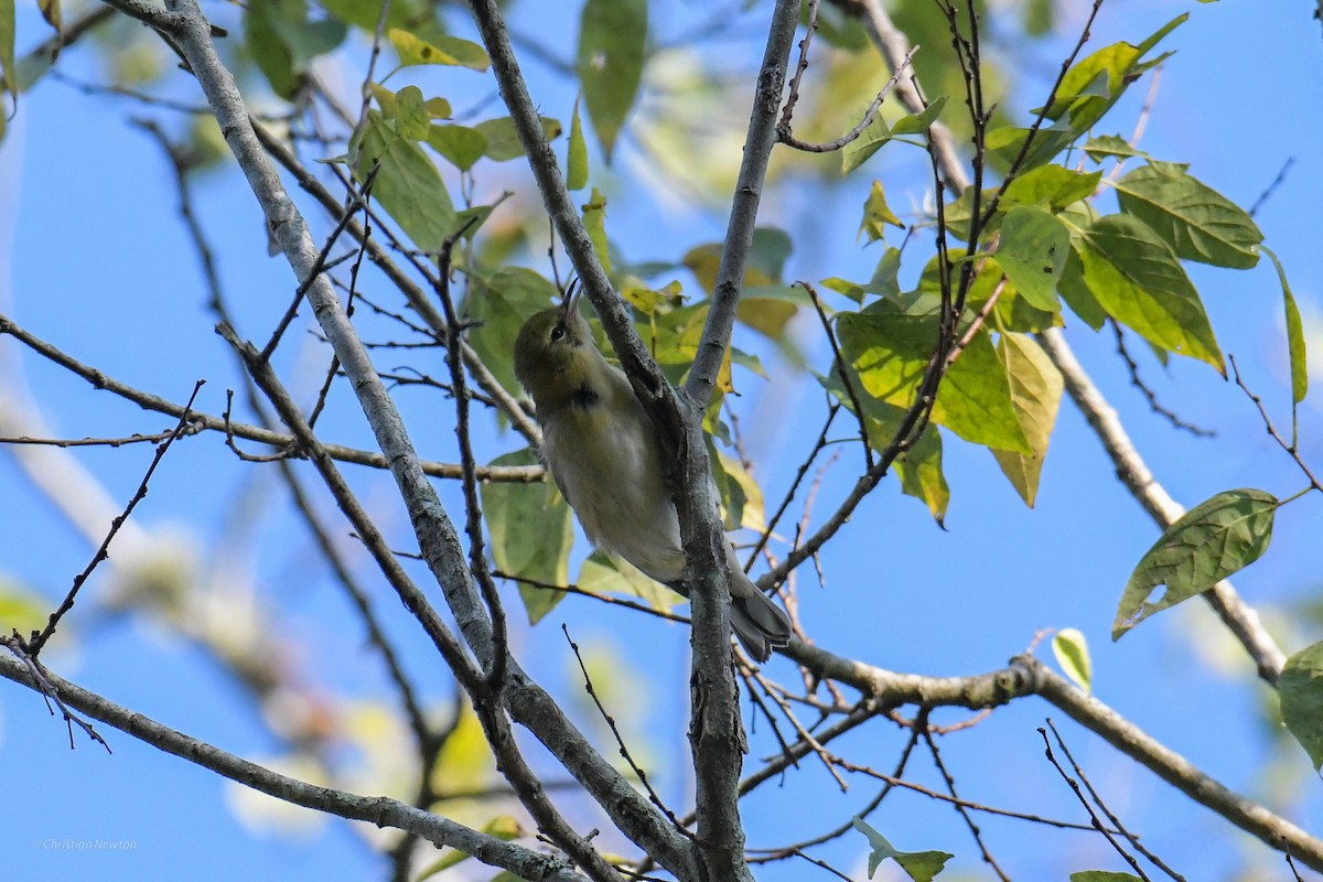 Bay-breasted Warbler - ML620205125