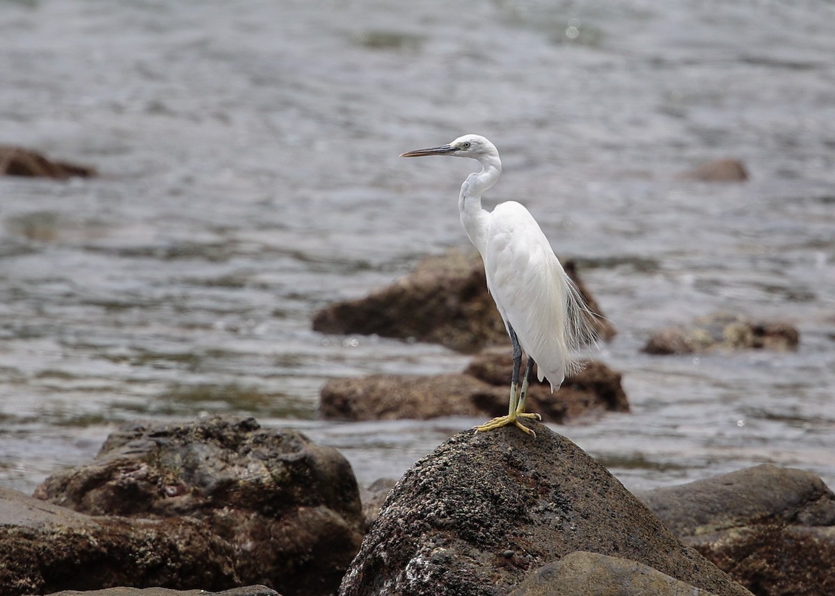 Aigrette à gorge blanche - ML620205130