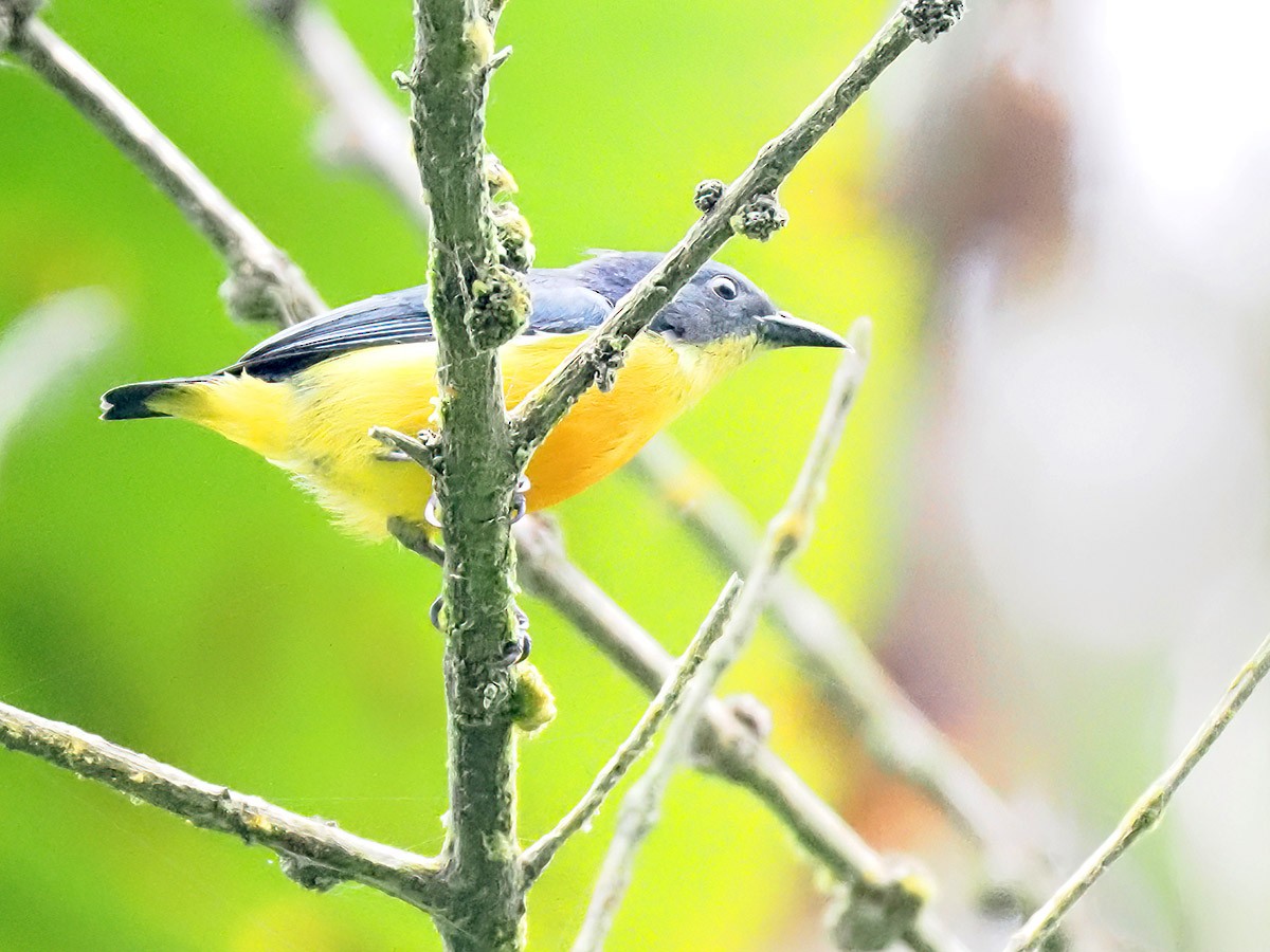 Orange-bellied Flowerpecker - ML620205131