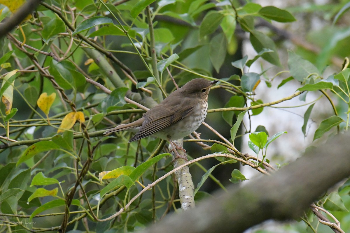 Swainson's Thrush - ML620205146