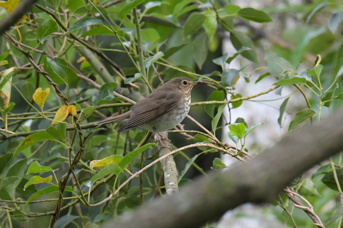 Swainson's Thrush - ML620205148