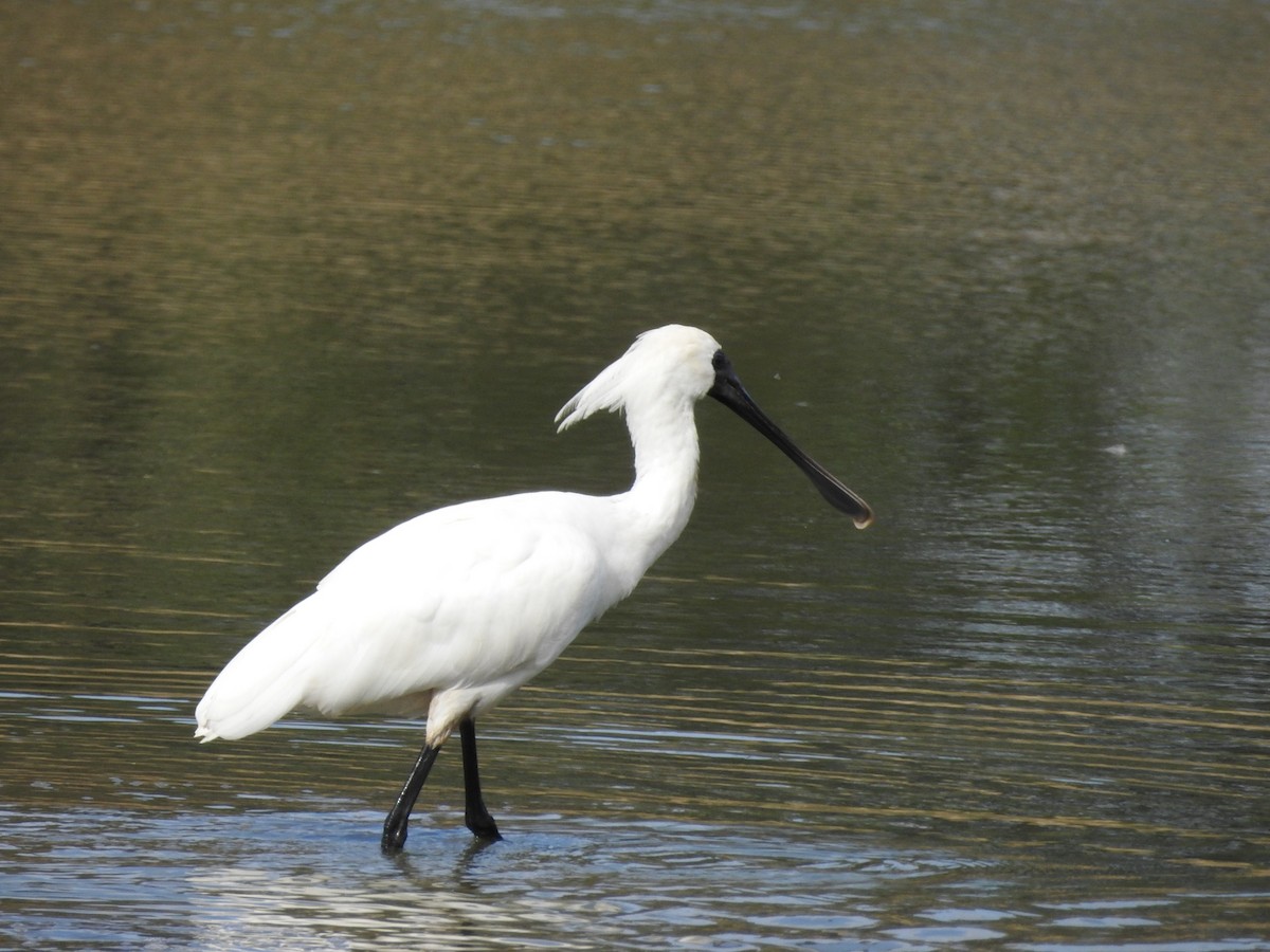 Royal Spoonbill - Zoe Stanford