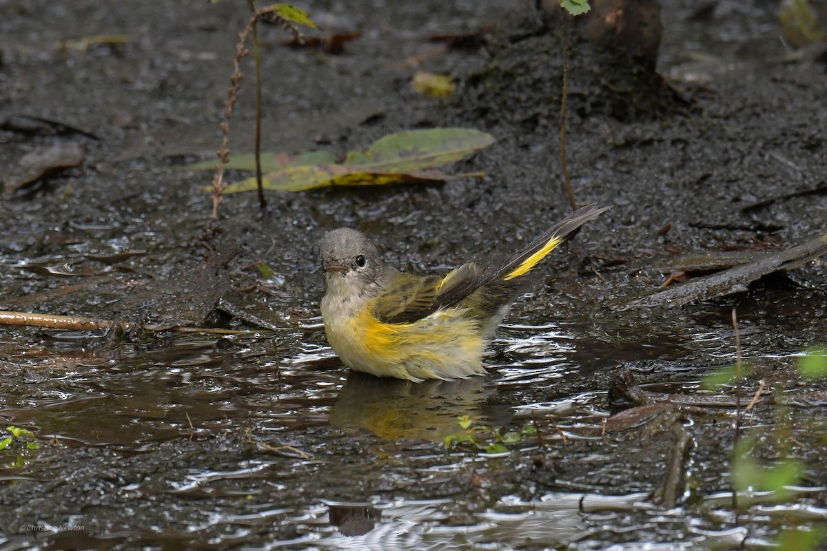 American Redstart - ML620205154