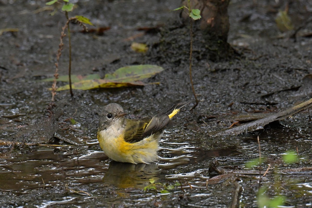 American Redstart - ML620205155