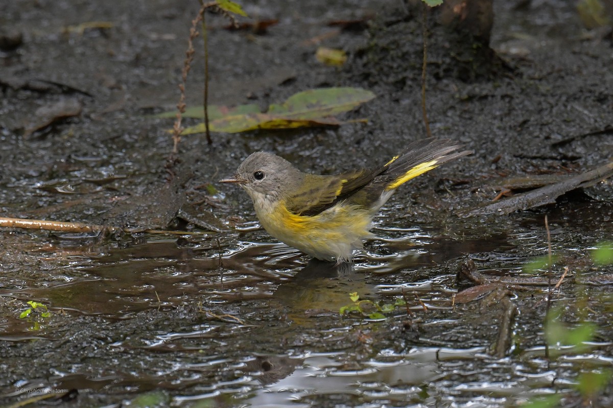 American Redstart - ML620205156