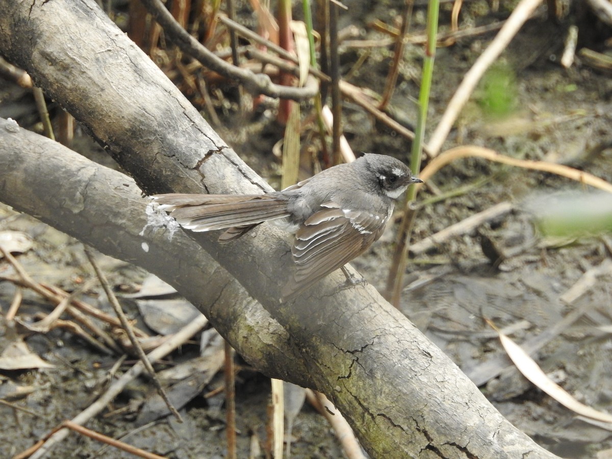 Gray Fantail - ML620205161