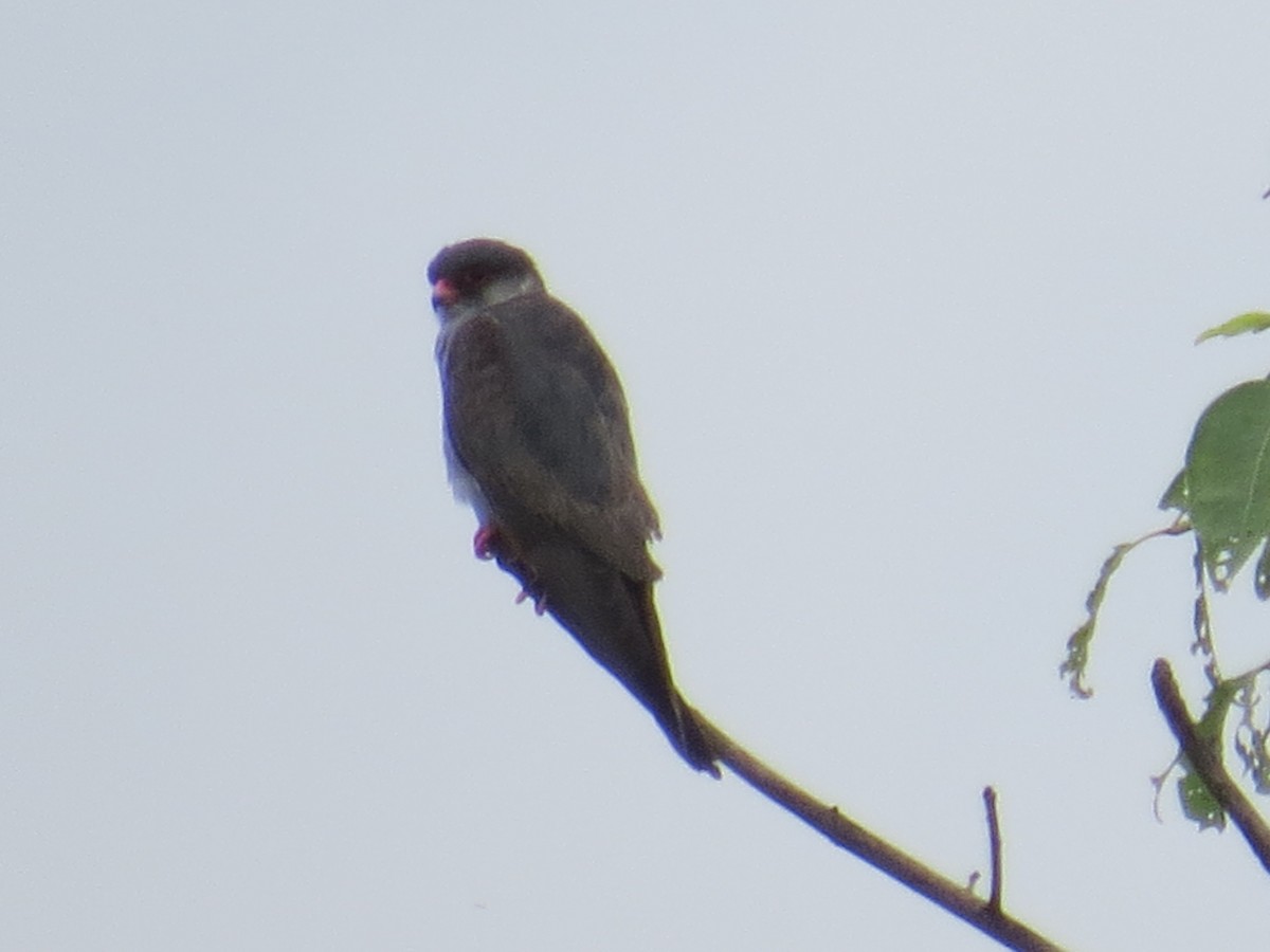 Amur Falcon - ML620205163