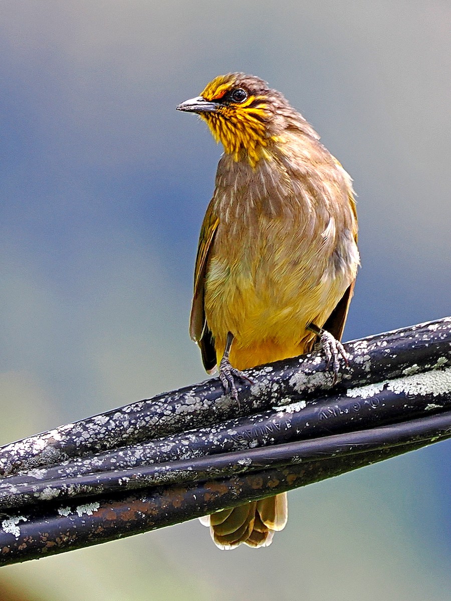 Stripe-throated Bulbul - ML620205164