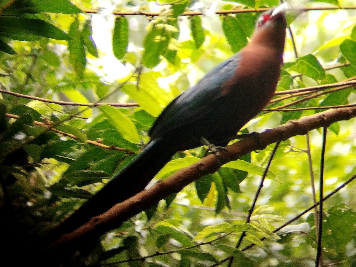 Chestnut-breasted Malkoha - ML620205168