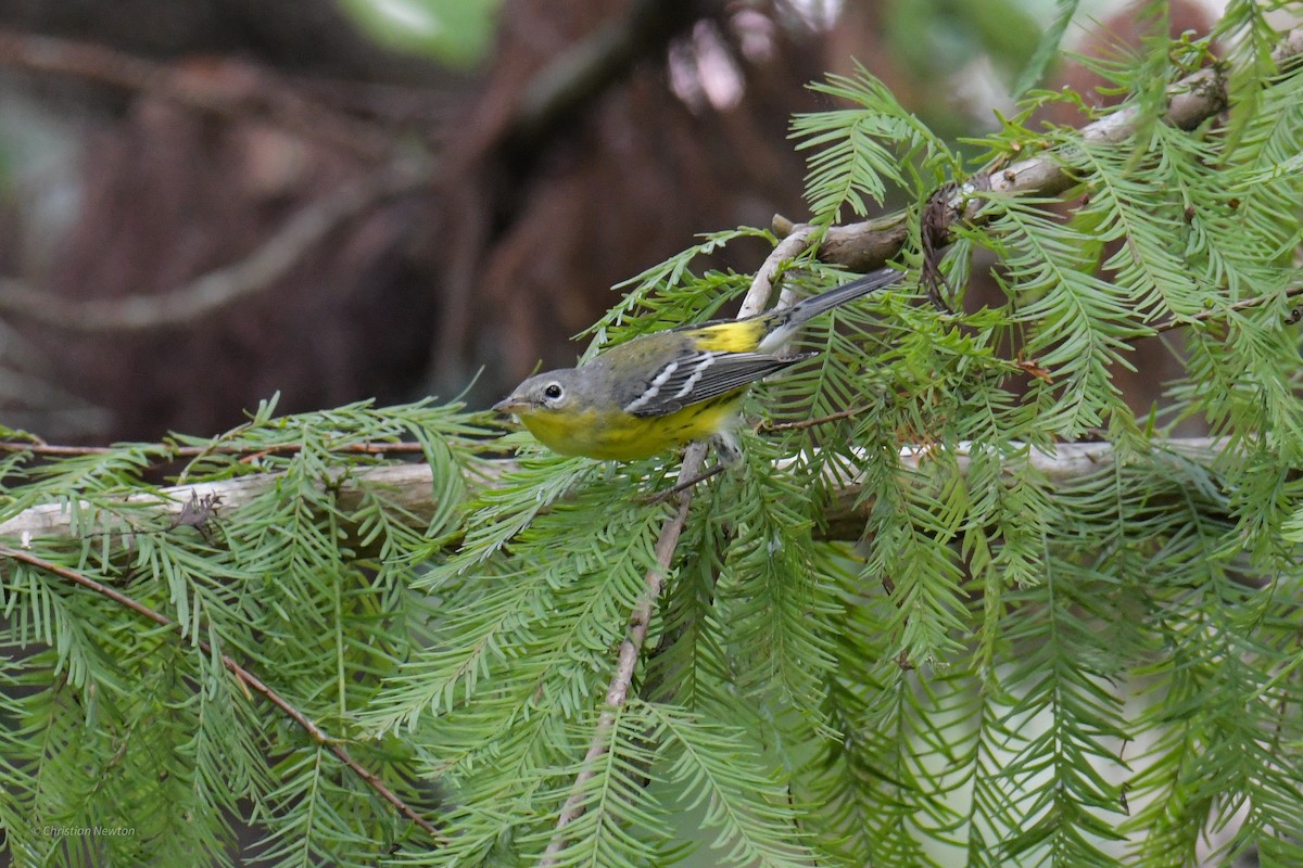 Magnolia Warbler - ML620205176