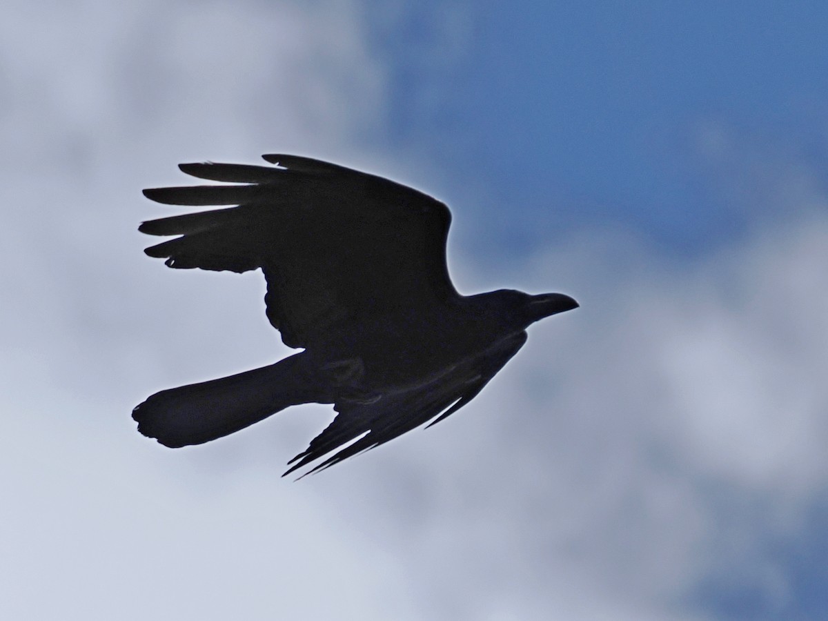 Large-billed Crow - ML620205180