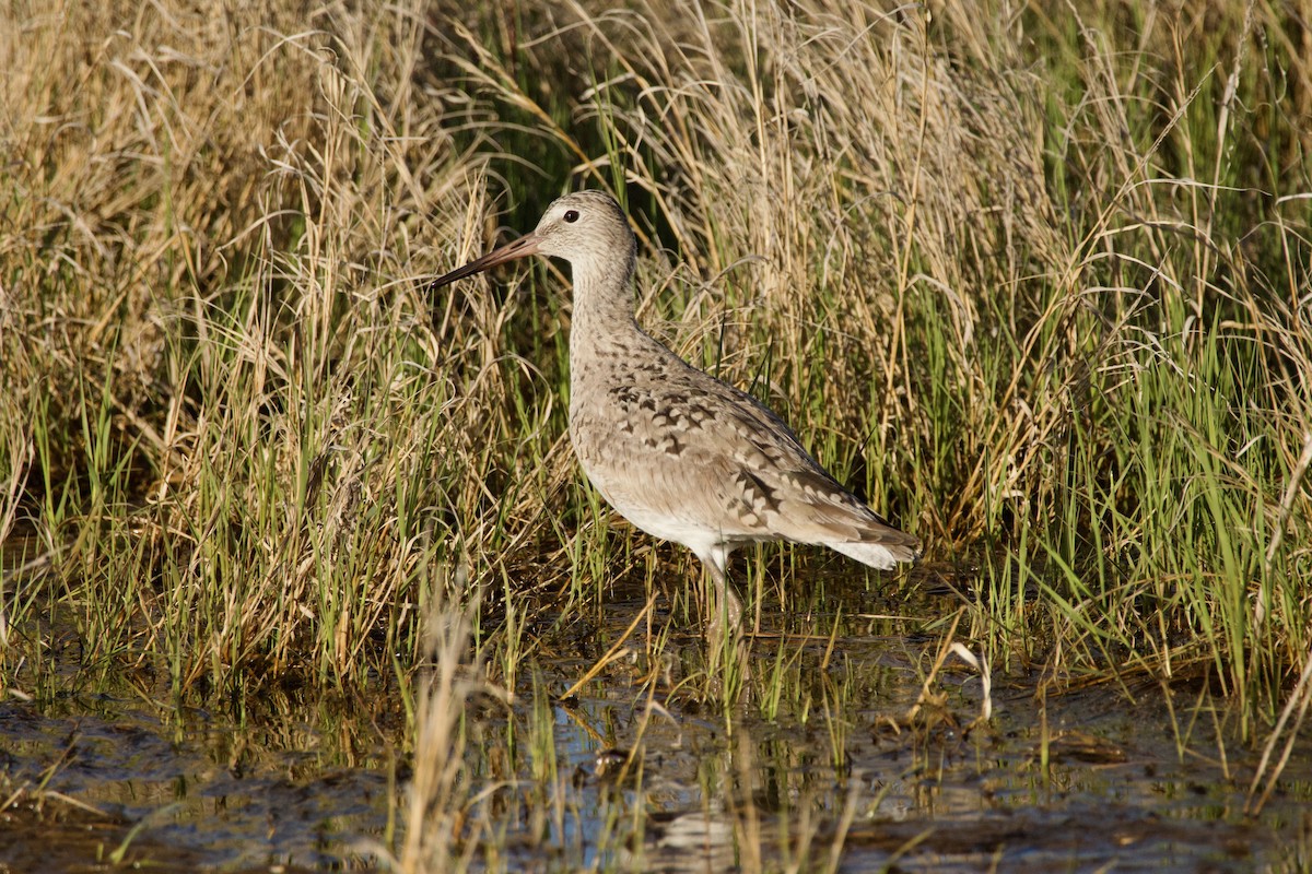 Willet - ML620205183