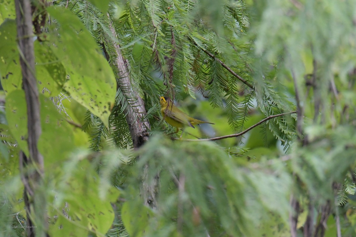 Wilson's Warbler - ML620205186