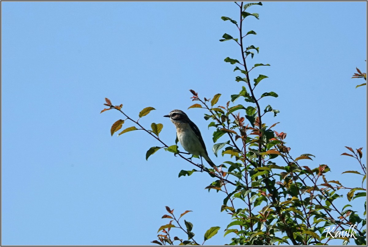 Whinchat - ML620205191