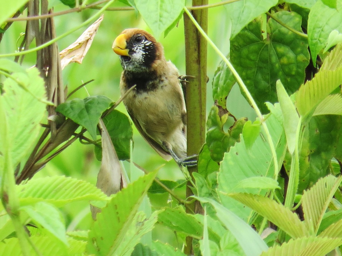 Black-breasted Parrotbill - ML620205196