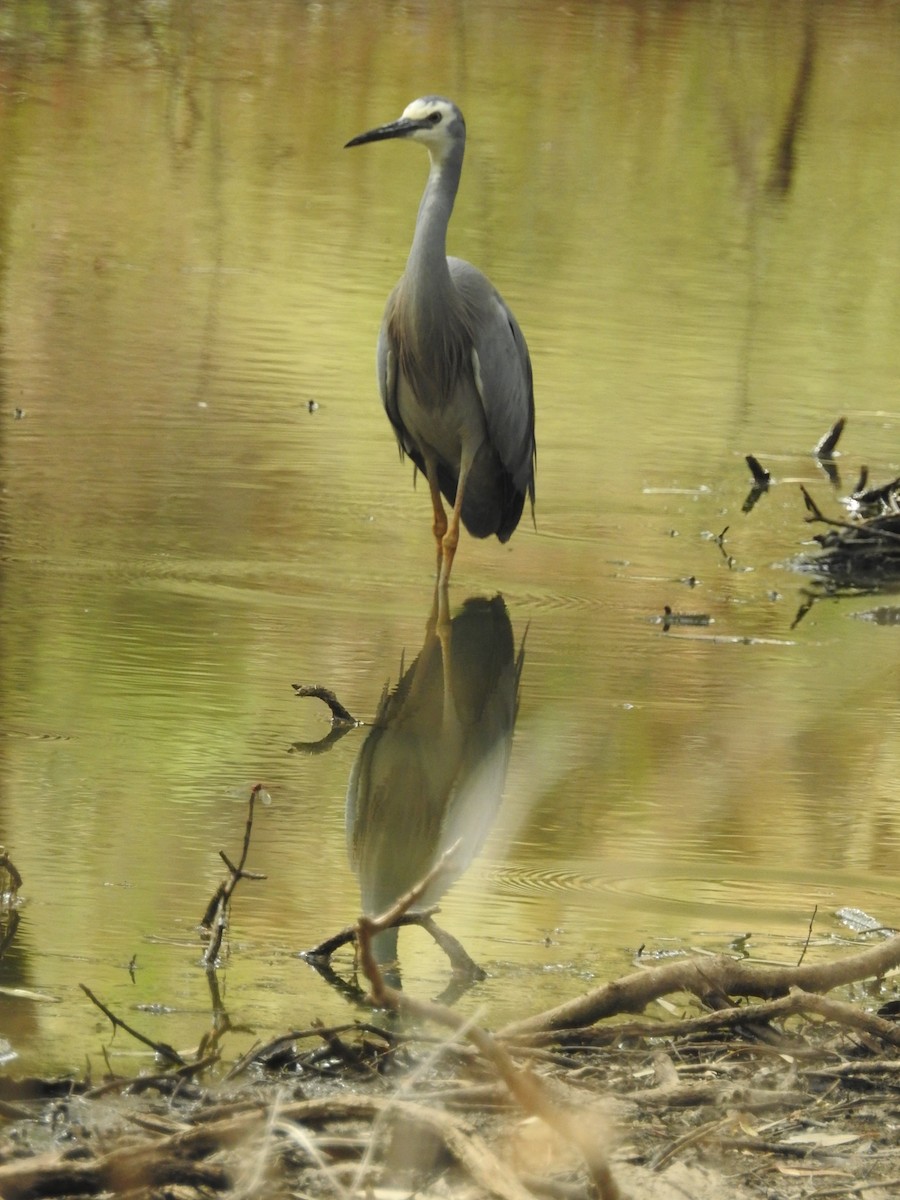 White-faced Heron - ML620205197