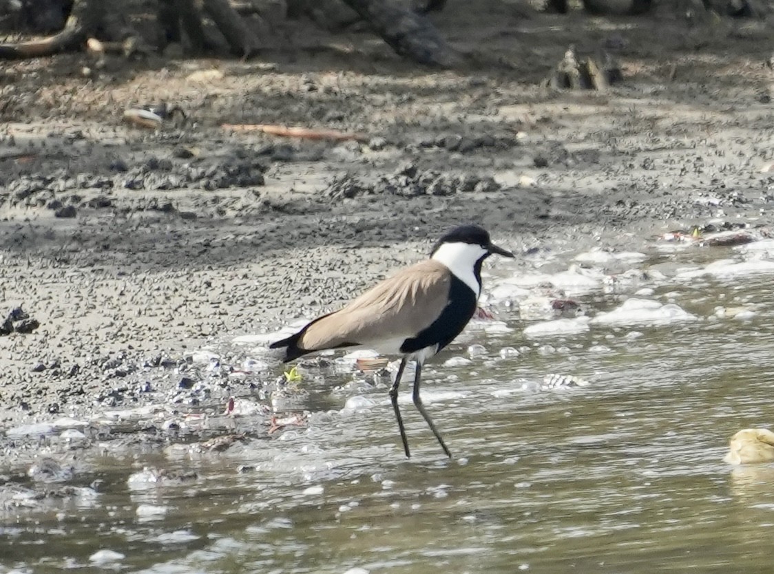 Spur-winged Lapwing - ML620205198
