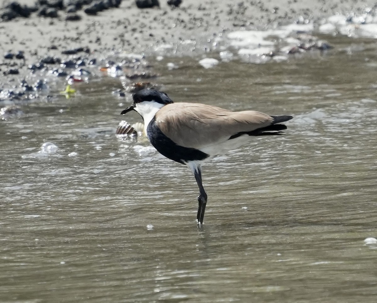Spur-winged Lapwing - ML620205199