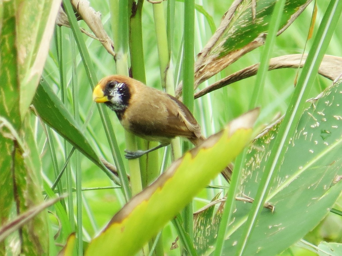 Black-breasted Parrotbill - ML620205201