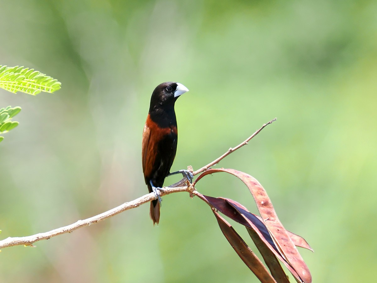 Capuchino Castaño (grupo atricapilla) - ML620205203