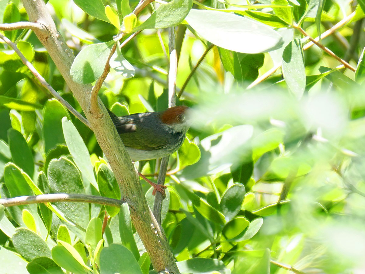 Visayan Tailorbird - ML620205209