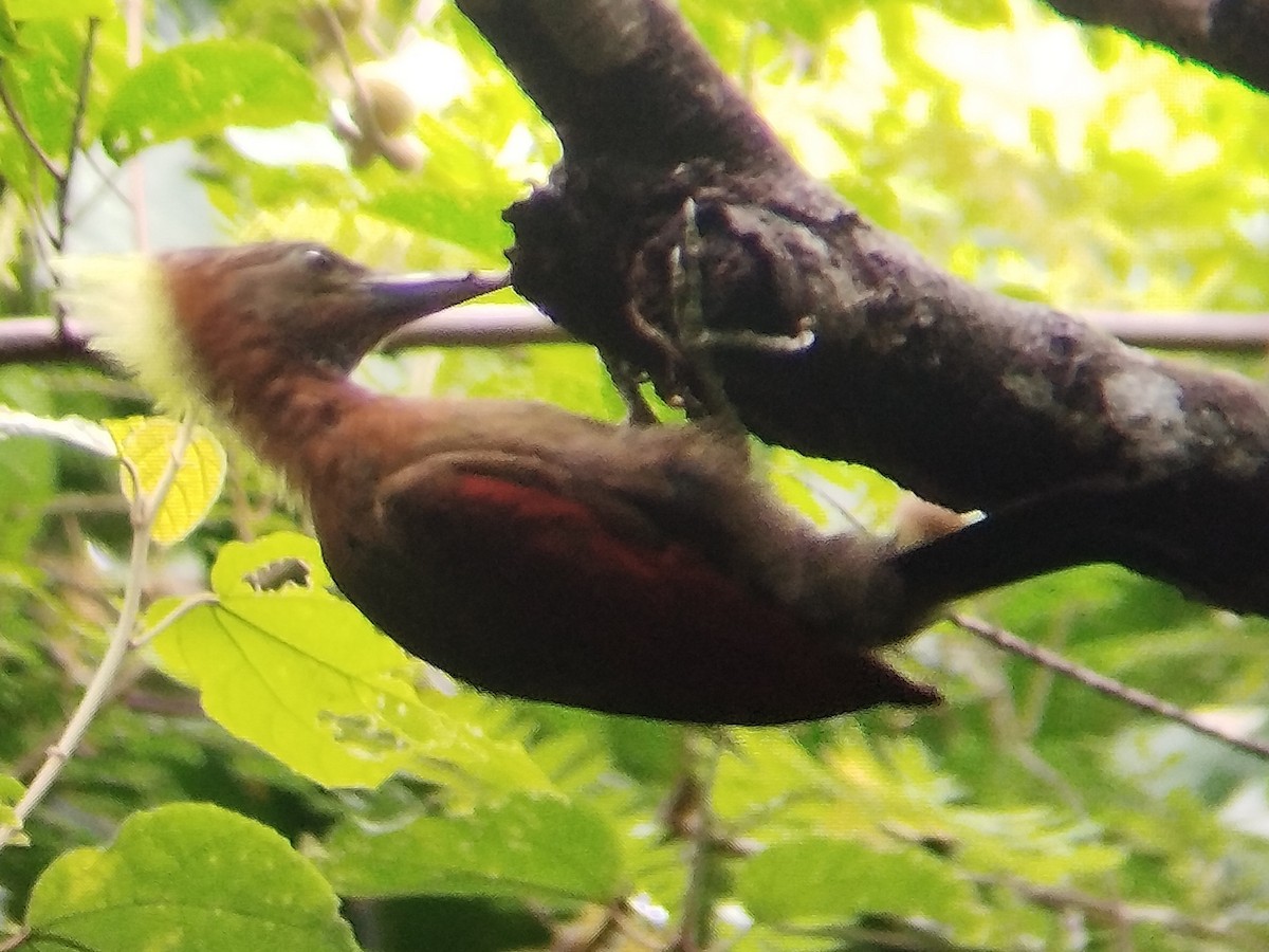 Checker-throated Woodpecker - ML620205212