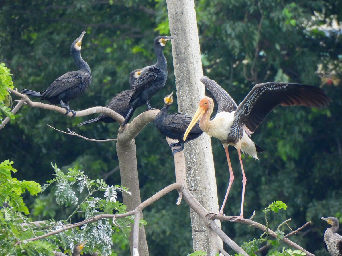 Painted Stork - ML620205216