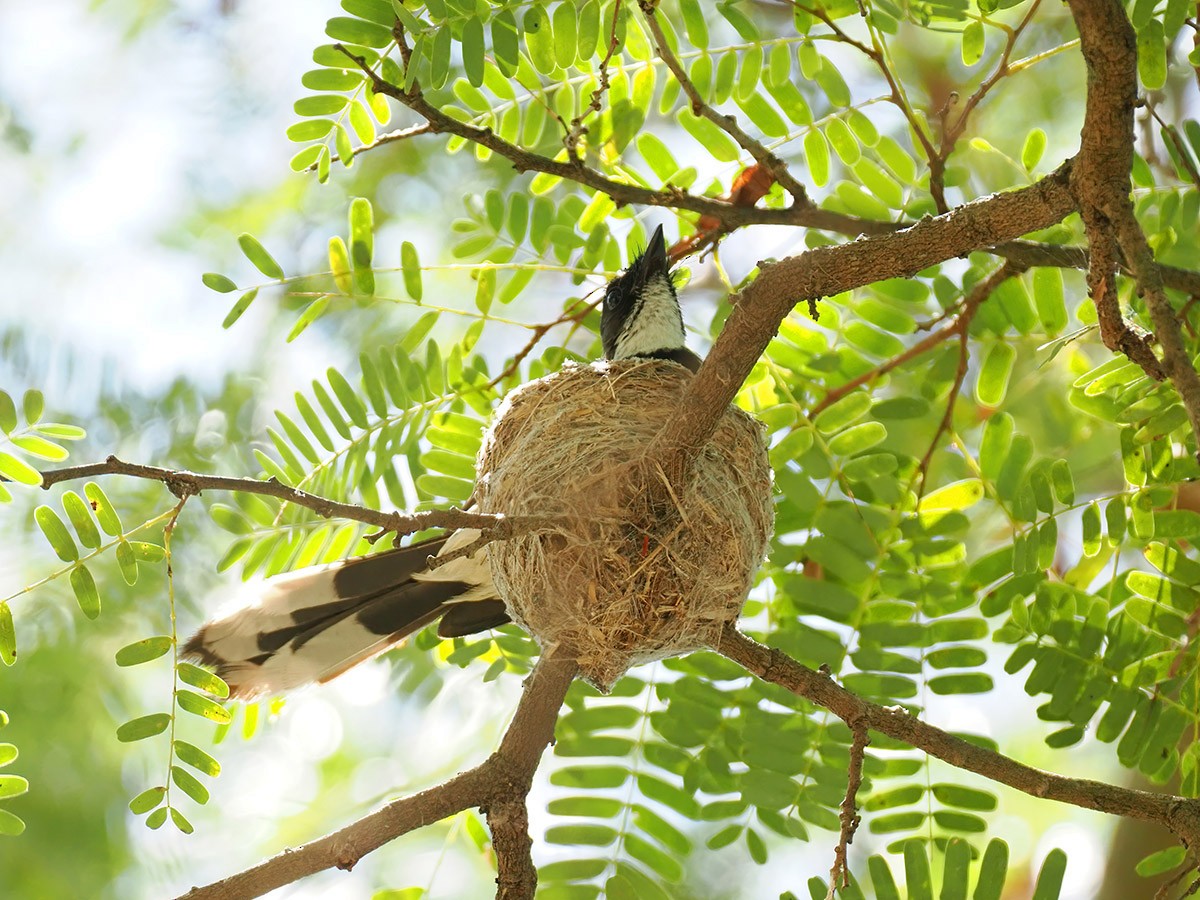 Philippine Pied-Fantail - ML620205217