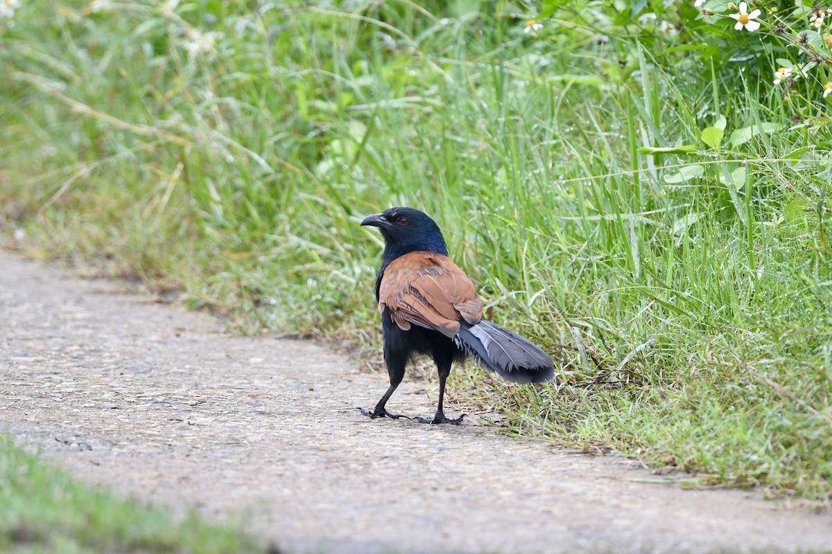 Greater Coucal - ML620205221