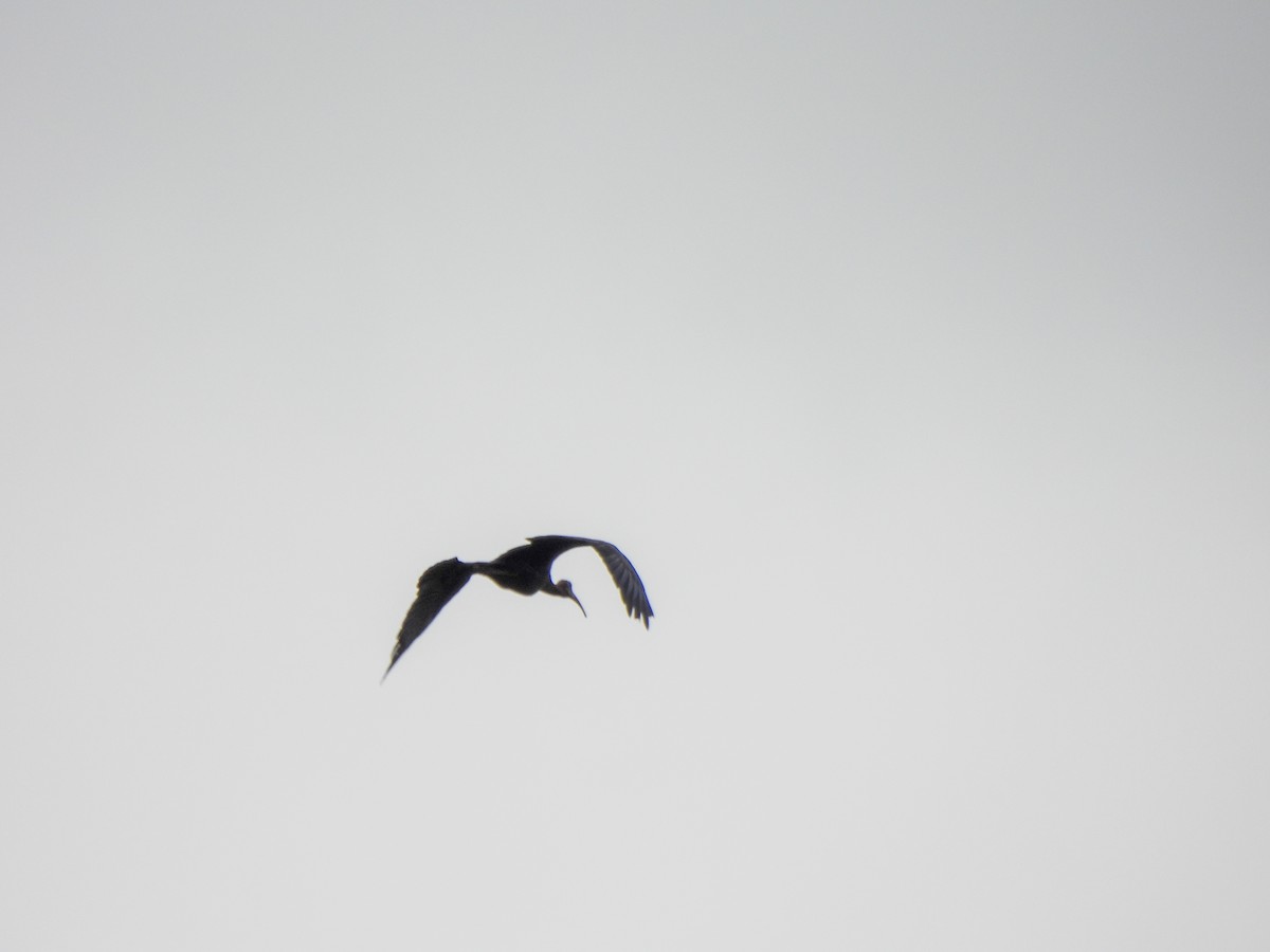 Ibis noir - ML620205229