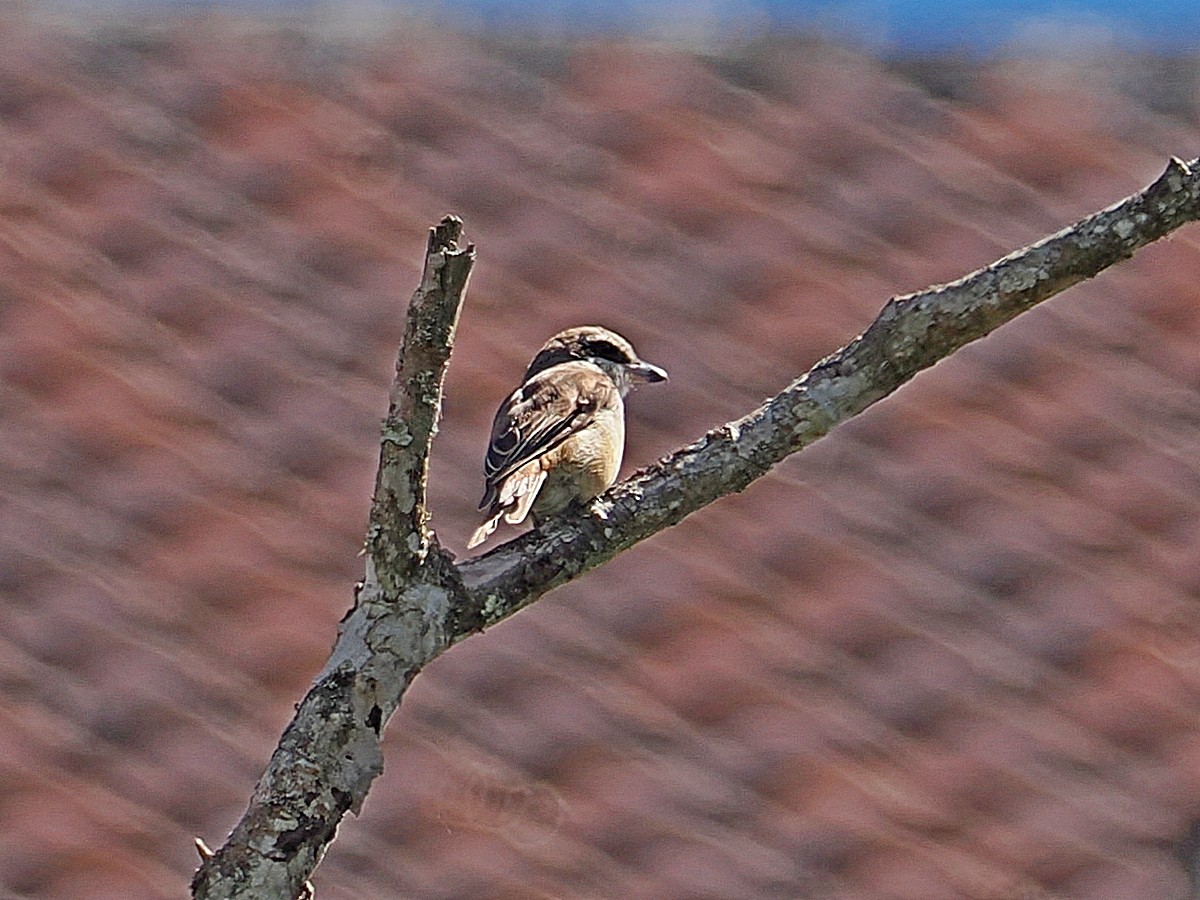 Brown Shrike - ML620205232