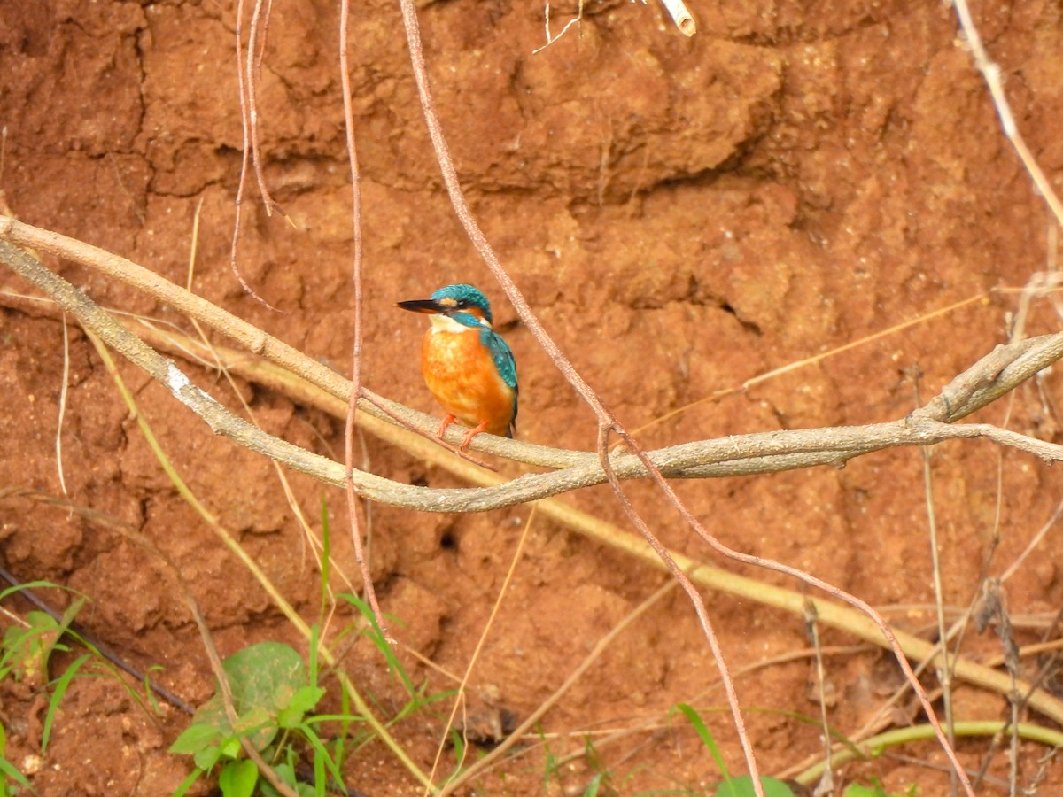 Common Kingfisher - ML620205234